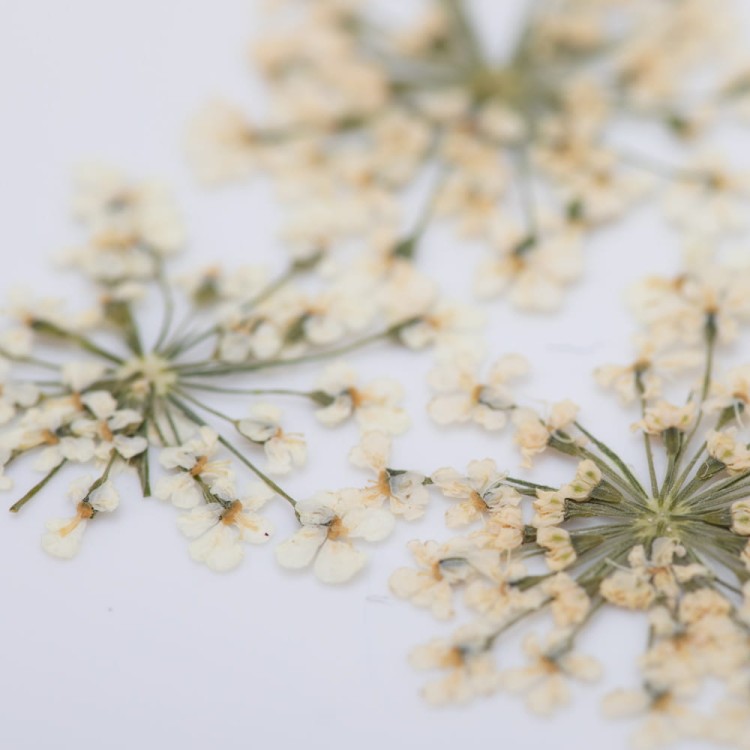 OZDOBA-DO-PAZNOKCI-SUSZONE-KWIATY-WHITE-1.jpg